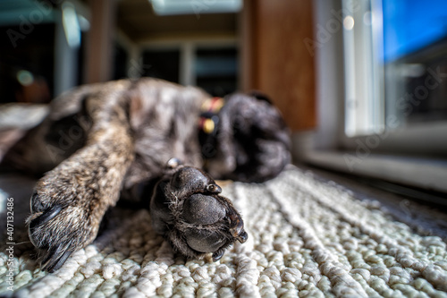 Sleeping dog paw macro close up © Mikhail