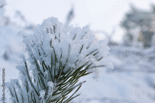 Winter landscape with snow and fir trees. Christmas, New Year background