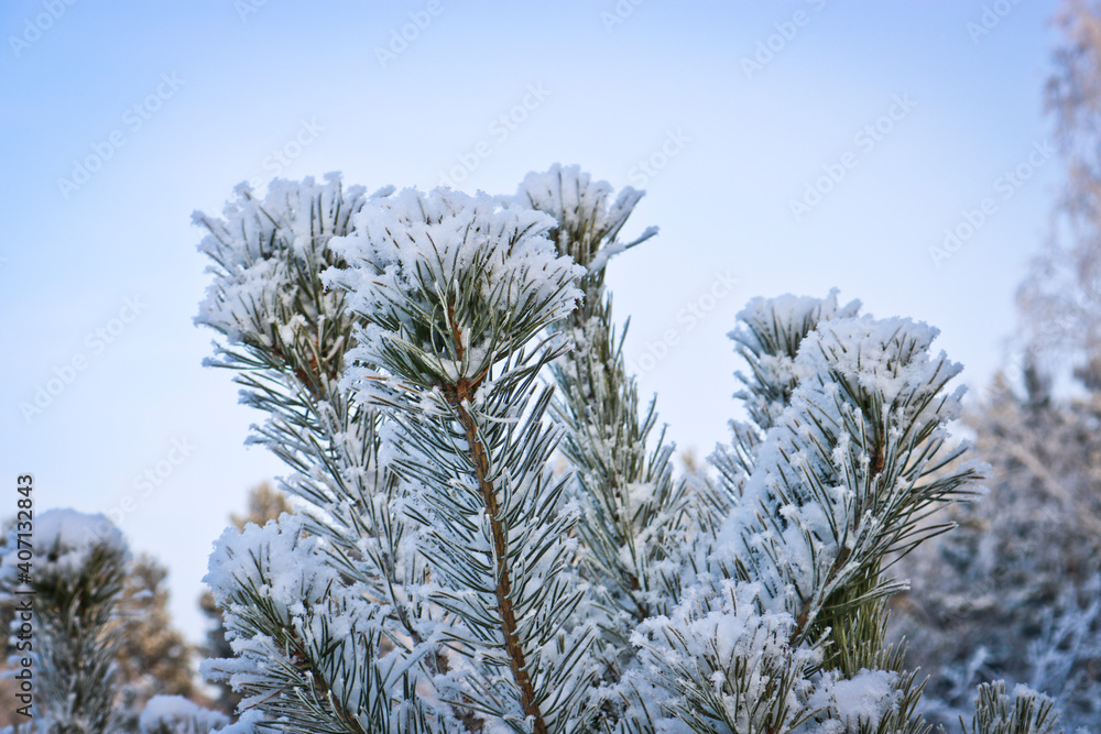 Winter landscape with snow and fir trees. Christmas, New Year background Winter landscape with snow and fir trees. Christmas, New Year background