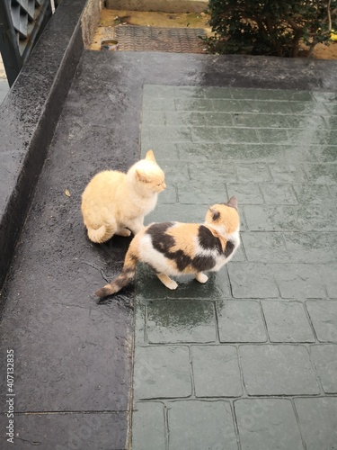 cats after a rainy day 