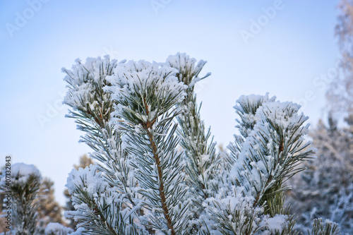 Winter landscape with snow and fir trees. Christmas, New Year background