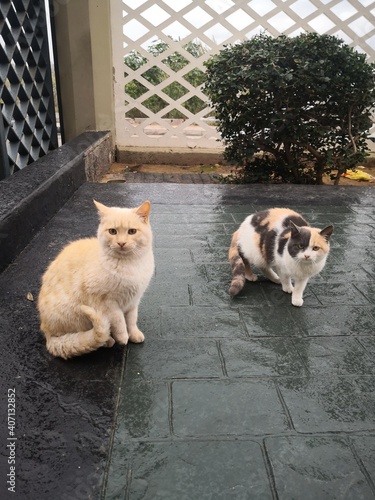cats after a rainy day 