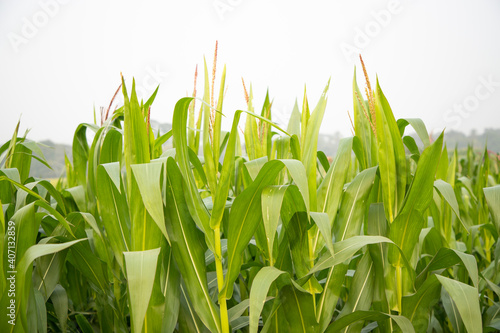 Green Cornflower Tree in the field. organic agriculture