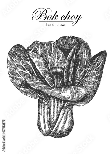 bok choy. hand drawing vegetables. vector illustration. sketch.