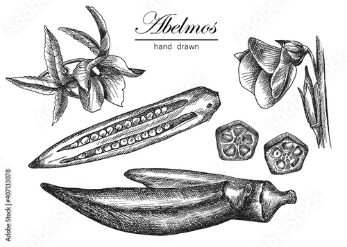 abelmos. hand drawing vegetables. vector illustration. sketch.
 photo