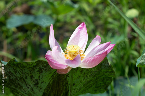 Pink blooming lotus in the lake  lotus of Buddhism