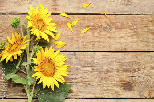Fototapeta Naklejka Na Ścianę i Meble -  Beautiful sunflowers on wooden background
