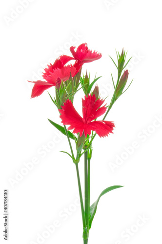 Carnation (Dianthus chinensis) red with buds on white isolated background close up
