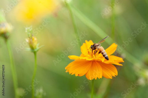 Close up bee on Yellow Cosmos with green background © Chiradet