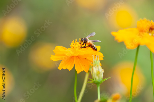 Close up bee on Yellow Cosmos with green background