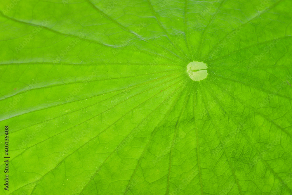 Close up view of water lily green leaf Close up view of water lily green leaf