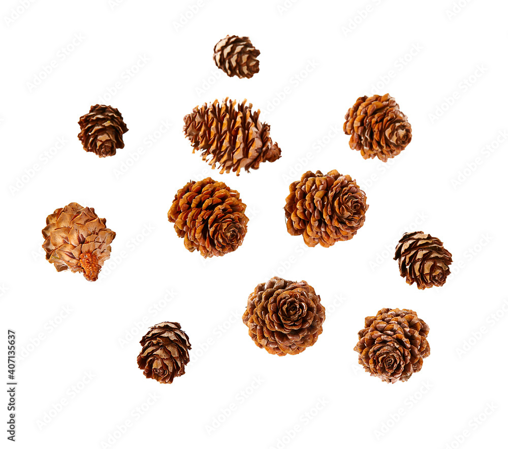 cones of larch isolated on white background cones of larch isolated on white background