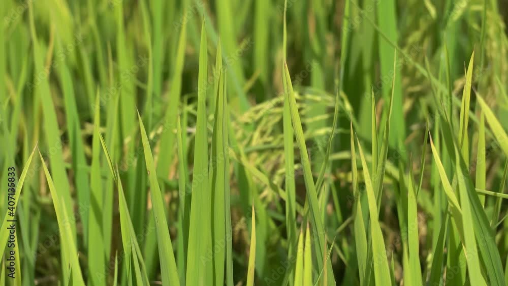 Selective focus leaves of rice paddy waving by wind Selective focus leaves of rice paddy waving by wind