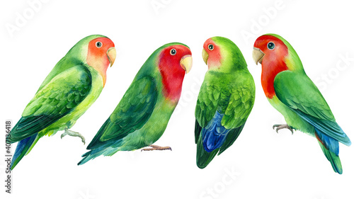 Set of lovebirds parrots on a white background. Watercolor tropical birds illustration, hand drawing painting