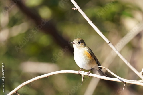 red flanked blue tail on the branch