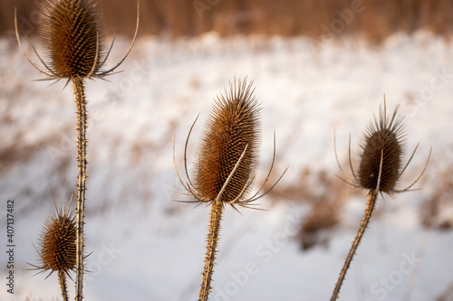 Thistle closeup in winter