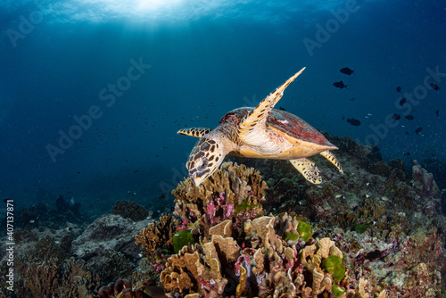 sea turtles on coral reef