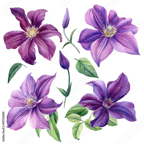 Set of purple flower on a white background. Clematis, watercolor, botanical illustration, hand drawing painting
