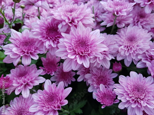 pink chrysanthemum flowers