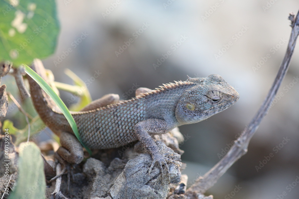 Chameleon Chameleon