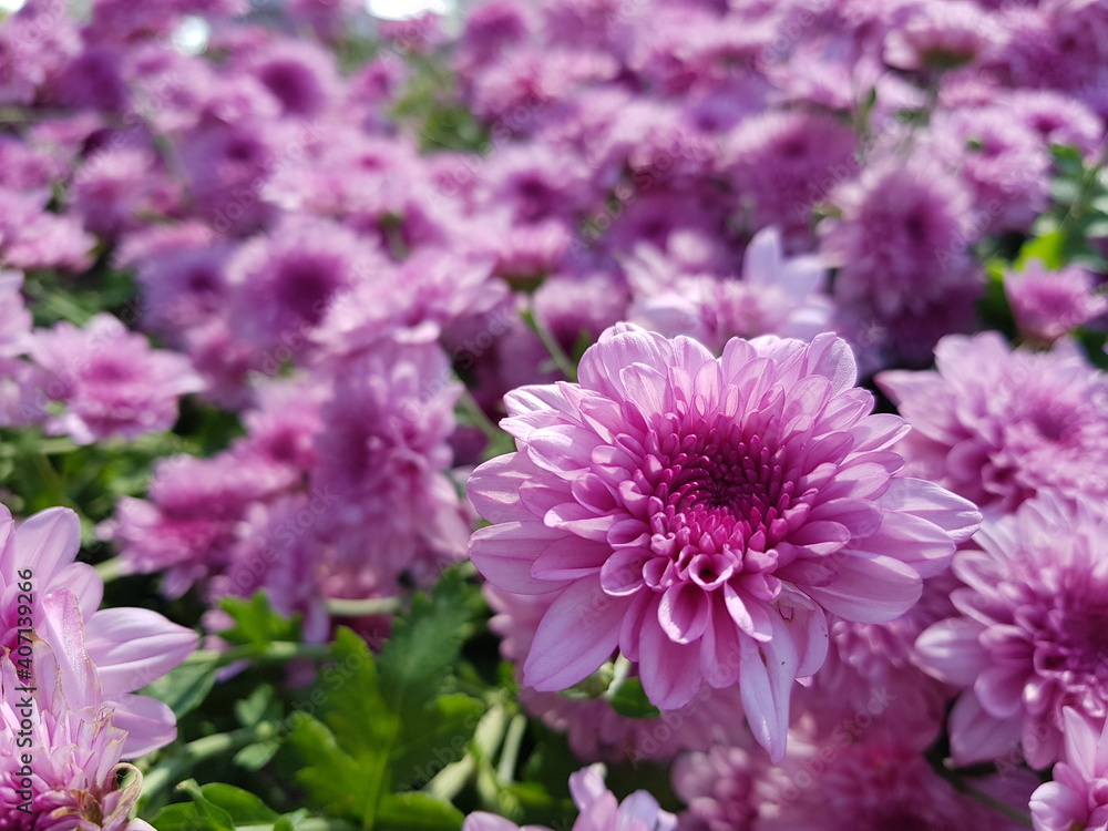 pink chrysanthemum flowers pink chrysanthemum flowers