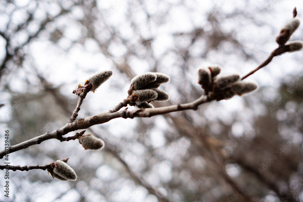 Spring in the swollen and opened buds of willow Spring in the swollen and opened buds of willow
