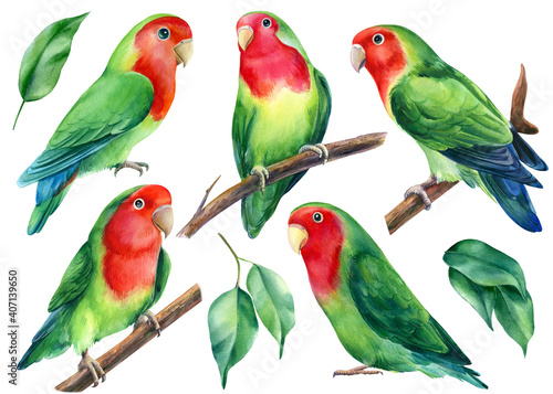 Set of parrots. Lovebirds watercolor, tropical birds illustration on a white background