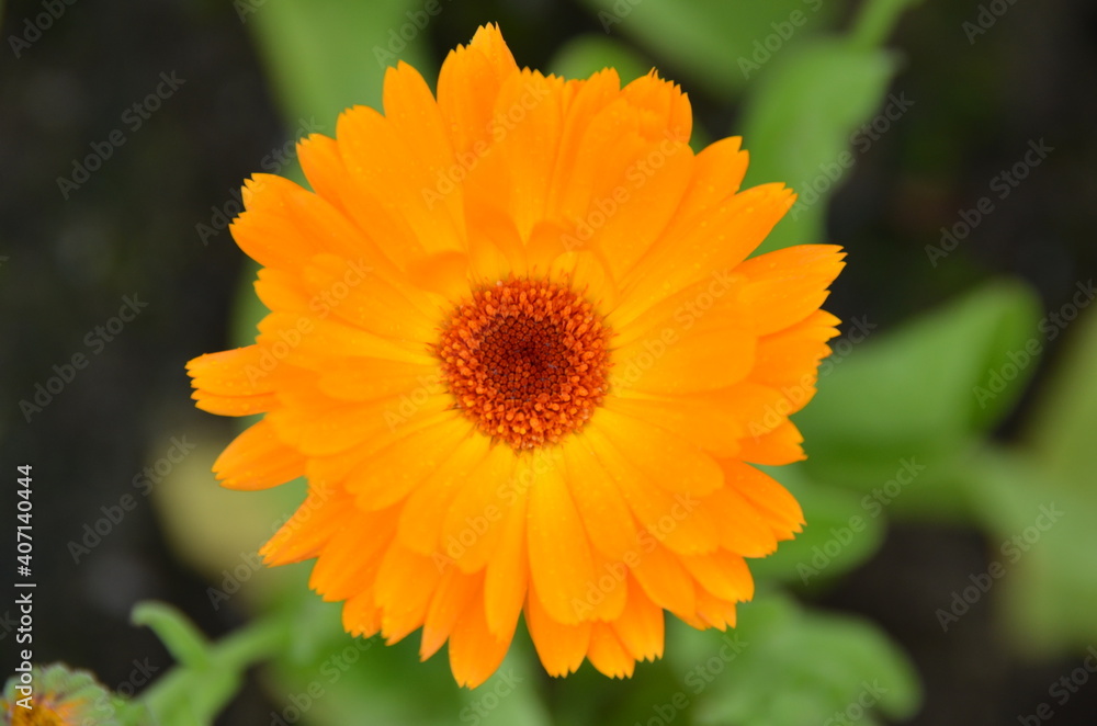Orange flower in the garden Orange flower in the garden