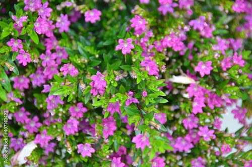 Field of pink flowers