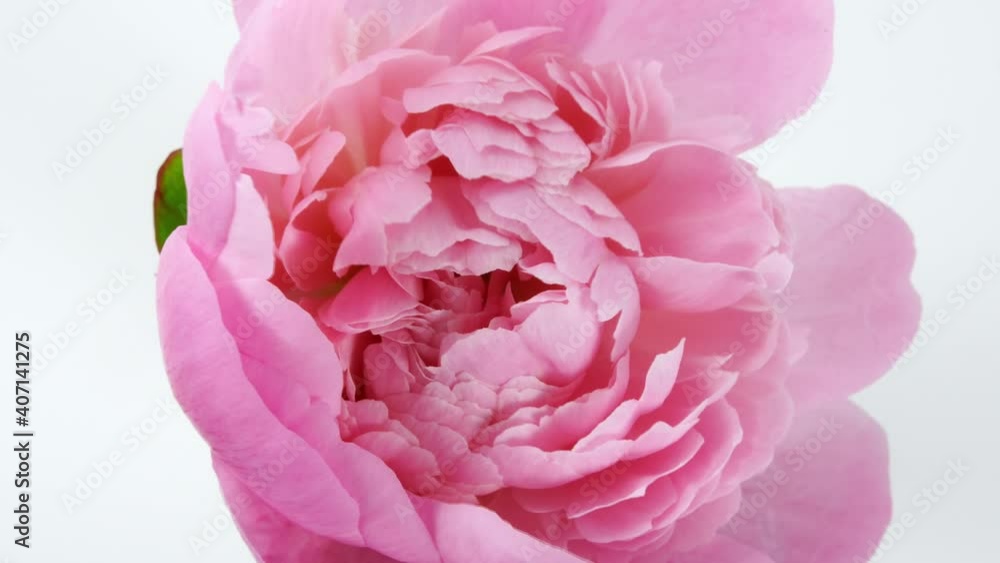 Beautiful pink, Blooming peony flower open on white background. Wedding backdrop, Valentine's Day concept. Time lapse, close-up timelapse. High quality 4k footage Beautiful pink, Blooming peony flower open on white background. Wedding backdrop, Valentine's Day concept. Time lapse, close-up timelapse. High quality 4k footage