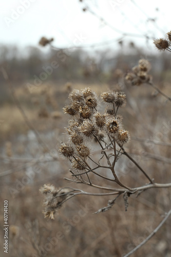 A close up of a dry plant with spikes