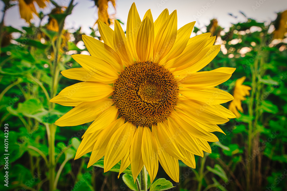 Fototapeta premium Die Sonnenblume