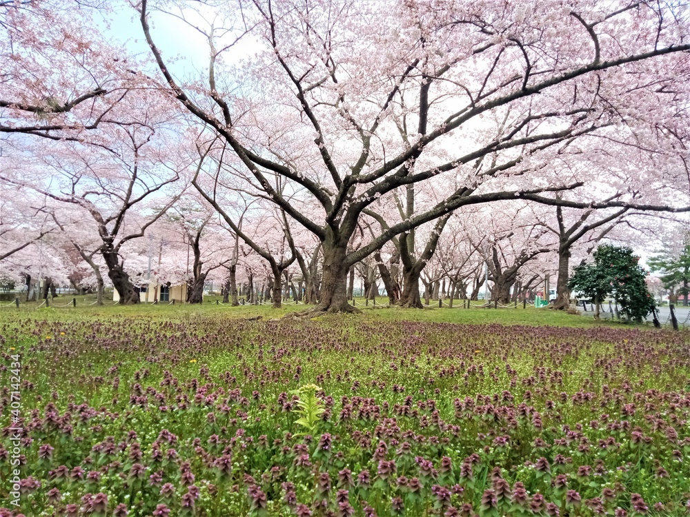 custom made wallpaper toronto digitalblooming tree in spring