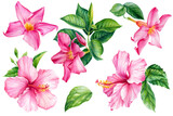 Pink tropical flower, hibiscus on a white background. Watercolor botanical illustration, hand drawing painting