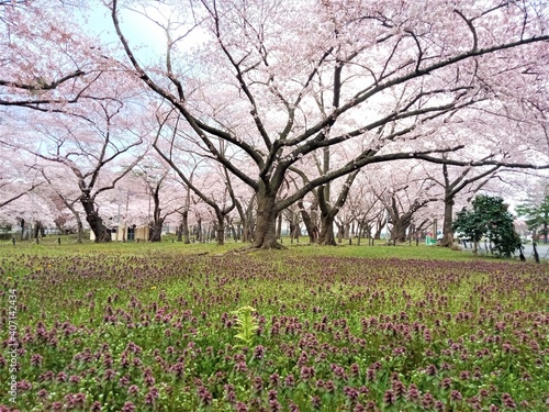 Wallpaper Mural blooming tree in spring Torontodigital.ca