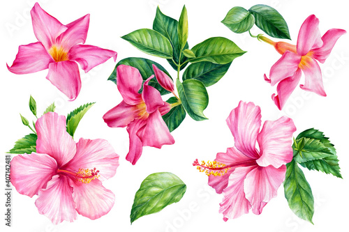 Pink tropical flower, hibiscus on a white background. Watercolor botanical illustration, hand drawing painting