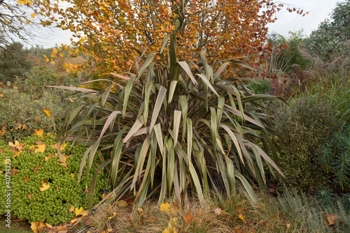 Autumn Landscape with an Evergreen  New Zealand Flax Lily Plant (Phormium 'Sundowner') Growing in a Country Cottage Garden in Rural Devon, England, UK
