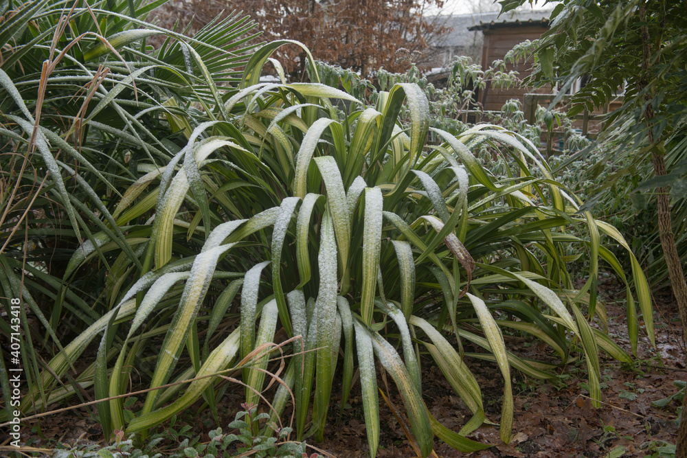 Winter Frost on the Variegated Leaves of a New Zealand Flax Plant