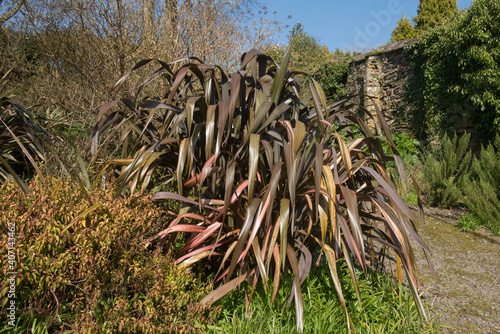 Pink Striped Spring Foliage of an Evergreen Phormium Plant (New Zealand Flax Lily) in a Garden in Rural Devon, England, UK photo