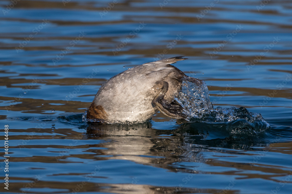 Fototapeta premium Tafelente (Aythya ferina) Weibchen