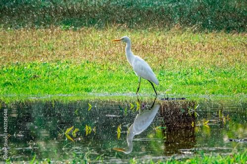 A white Egret walking in the grass at Wachirabenchathat Public Park Bangkok Thailand.