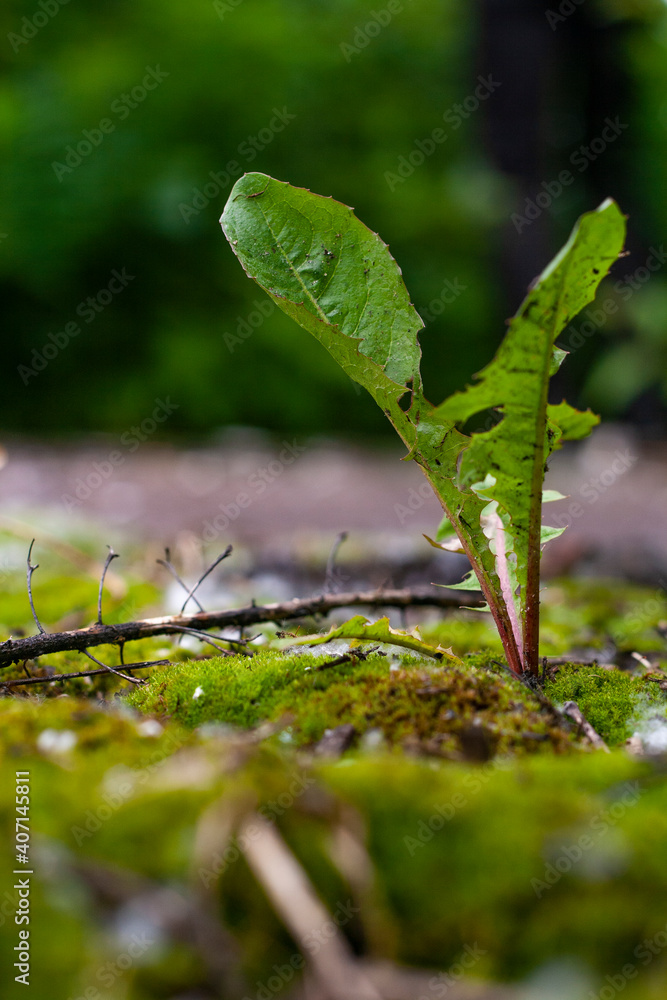 sprout from the ground sprout from the ground