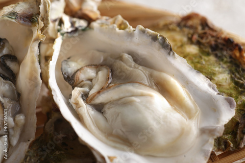 冬の海の味覚の殻付きの牡蠣