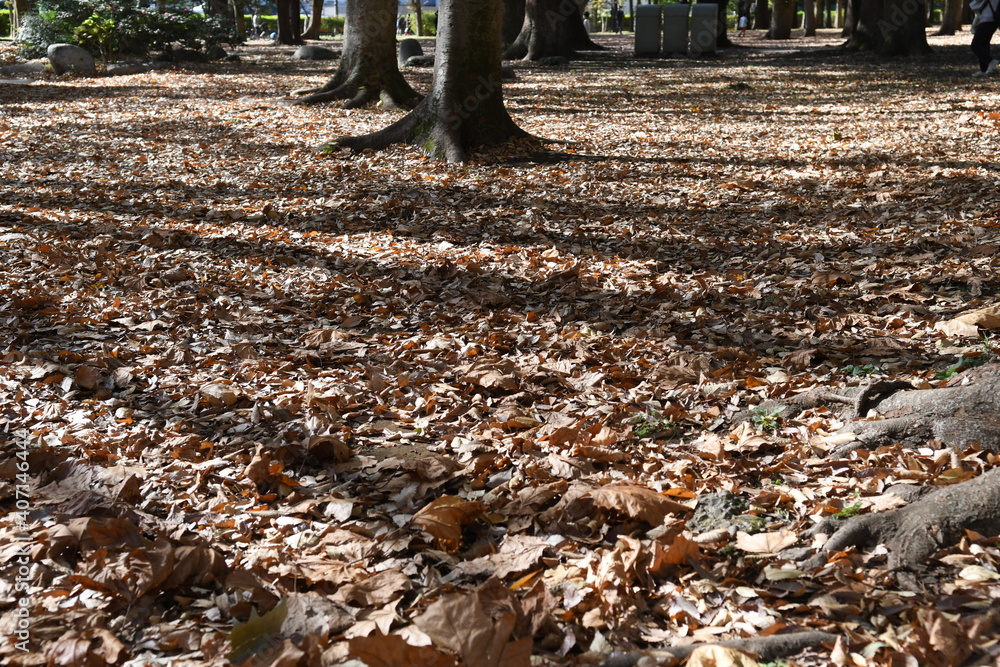 Obraz premium 落ち葉