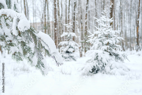 Pine snowy branch, winter forest landscape