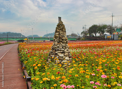 Flower Festival in Yellow Ciy Jangseong, Jeonnam, South Korea, Asia photo