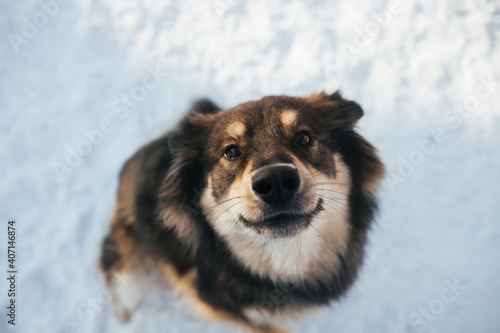 The dog's face. Nice dog. a fluffy dog.The dog looks at the camera.Love for animals. © vadik02020