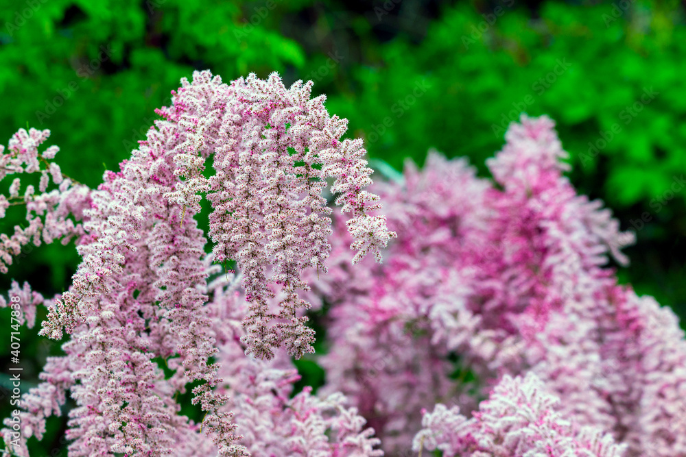 Beautiful blooming Smallflower Tamarisk tree or Tamarix parviflora with pink flowers Beautiful blooming Smallflower Tamarisk tree or Tamarix parviflora with pink flowers