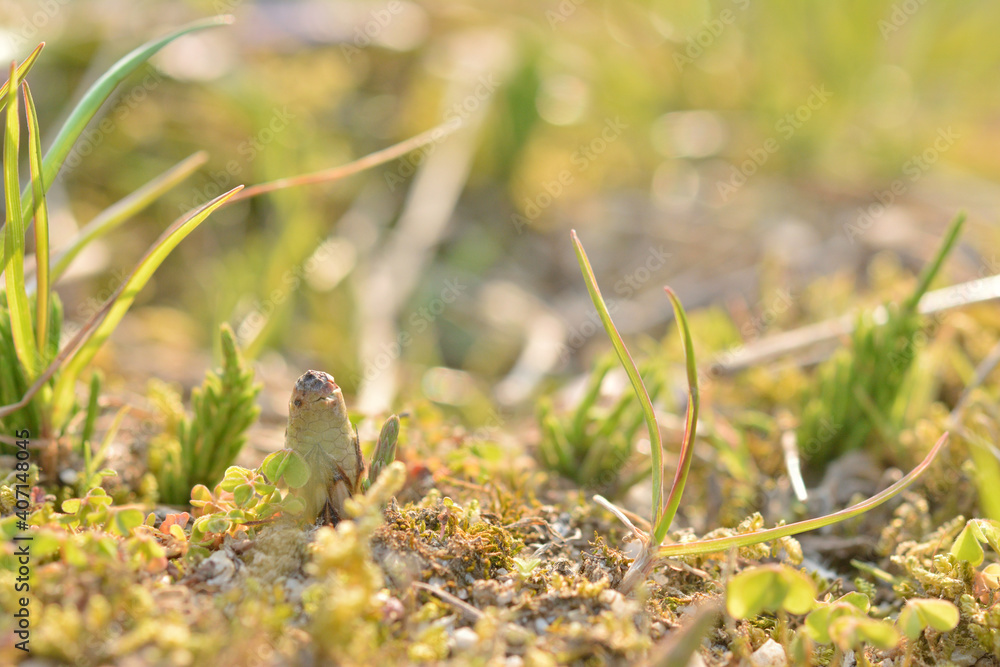 つくし 春の風景 Stock Photo Adobe Stock