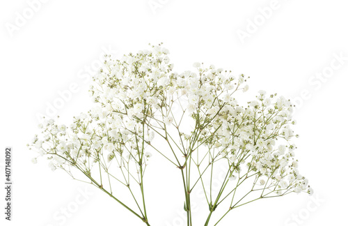 Twigs with small white flowers of Gypsophila (Baby's-breath) isolated on white background.  Large Depth of Field ( DoF).